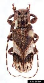  Eudesmus grisescens ; © E.H. Nearns